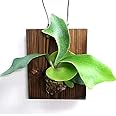【ビカクシダ】コウモリラン ビフルカツム ネザーランド 焼杉板 壁掛けタイプ【全長１０～２０ｃｍ前後】