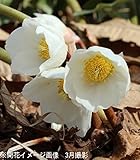 山野草:クリスマスローズ ニゲル 10.5cmポット苗【紫桜館山の花屋】