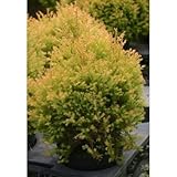 ラインゴールド 5号ポット