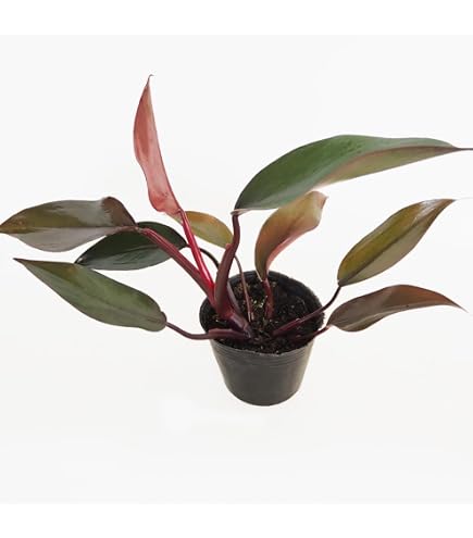 Amazon｜現1番 フィロデンドロン ワルセウィッチー 8号 観葉植物｜観葉