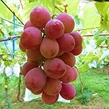 ぶどう 苗木 安芸クイーン 12cmポット苗 あきクイーン ブドウ 苗 葡萄