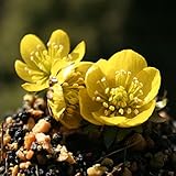 【山野草】黄花セツブンソウ