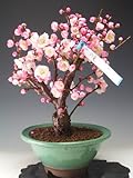 盆栽　梅　花芽付き！内裏梅（一重、八重咲き、ピンク花）2018早春開花予定