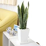 【ブルーミングスケープ】空気を浄化するといわれているサンスベリア 5号 スクエアプラスチック鉢