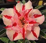 40 Fresh seedsアデニウム アラビカム オベスム 砂漠のバラ種子(40粒)塊根植物種子Adenium obesum Desert Roses seeds no33-Double-APOLL
