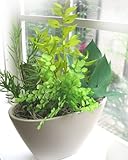 プリザーブドフラワーの観葉植物寄植えアレンジ　[ライム] (寄せ植え)