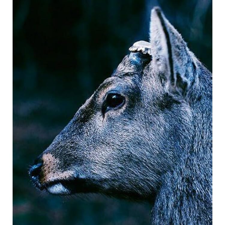 Amazon.co.jp: For Long Tomorrow - toe: ミュージック