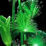 100PCSエメラルド蛍光の花の種子、簡単に成長する珍しいエメラルドの花の種子庭の装飾のための夜光の発光植物 (100Pcs/Bag,画像として表示)