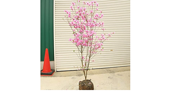 ラウンド 特撰庭木 ミツバツツジ 三つ葉つつじ ピンク 紫 花 佐川急便発送 樹高1ｃｍ 特大 常緑樹 代金引換はご利用できません はい 了解です Portalcultura Net Br