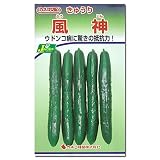 [野菜タネ]キュウリ：風神の種3袋セット