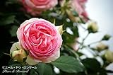 バラ苗 ピエールドゥロンサール オリジナルロゴ入り角鉢 中苗 つるバラ 初心者に超おすすめ つる性 ピンク バラ 苗 つるばら 薔薇 バラ苗木