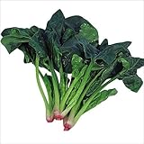 【メール便配送】　国華園　野菜たね　ホウレンソウ　豊葉ほうれん草　1袋(50ml)【※発送が国華園からの場合のみ正規品です】