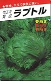 レタス種子・ラプトル　結球レタス（20ml）