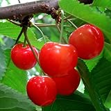 サクランボ 苗木 ナポレオン 12cmポット苗 さくらんぼ苗