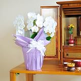 フューネラルミディ胡蝶蘭　3本立（22輪以上）　＜　お供え花　お悔やみ花　枕花に　供花に　＞　【お届け日指定ＯＫ】
