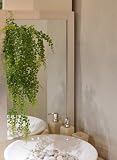 観葉植物 フェイク 造花 ♪【グリーンパーク】防水ボタンファーン 吸盤L♪ インテリアグリーン アーティフィシャル