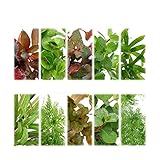 （水草）おまかせ水草詰め合わせパック ４種（計４０本）（水上葉）（無農薬）（１パック） 北海道航空便要保温