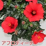 1つの花の持ちが違う ハイビスカス ロングライフシリーズ ５号鉢植え【アフロディーテ】晩秋まで咲き続け毎年楽しめる