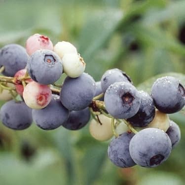 Amazon.co.jp 売れ筋ランキング: 果物の苗 の中で最も人気のある商品です