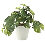 造花アート・観葉植物　フレッシュポトスS＜ 入学祝い 卒業祝い 卒園祝いに ＞