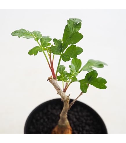 Amazon｜現ダシリリオン・ロンギシマム 9号 C番｜観葉植物 オンライン通販