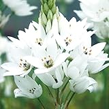 国華園　秋植え球根 オーニソガラム シルソイデス 10球【※発送が国華園からの場合のみ正規品です】