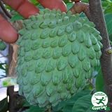 アテモヤ 苗 【ジェフナー】 2年生 接ぎ木 ポット苗