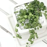 (観葉)グリーンネックレス 陶器鉢植え ～ダイスS WH～ 受け皿付 説明書付 本州・四国限定[生体]