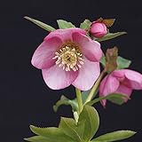 [赤塚植物園の]クリスマスローズ：小桜（こざくら）3.5号ポット[倉林交配・メリクロン苗] ノーブランド品