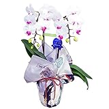 特選ミディ胡蝶蘭 2本立ち 赤リップ ユミ 4号陶器鉢 ブランド風呂敷ラッピング　隅田川　綿小風呂敷 約50cm 寛政三美人