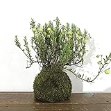 苔玉 クランベリーの苔玉