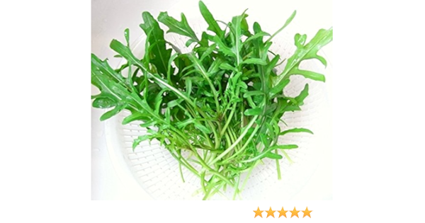 Amazon ワイルドルッコラ Selvatica 9cmポット苗 セルバチコ 野菜