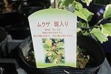 【庭木苗】　ムクゲ　斑入り　5寸苗　【送料込価格】
