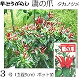 辛とうがらし 苗 たかのつめ 1ポット