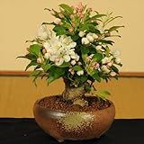 小品盆栽：姫りんご*(太)