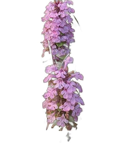 Amazon｜赤蝦夷松寄せ植え素材10本｜観葉植物 オンライン通販