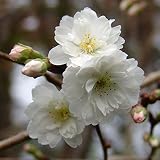 桜[サクラ]：子福桜（コブクザクラ）接木苗5号ポット[春・秋咲き]