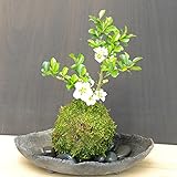 年に数回可憐な花が楽しめます。名前も縁起がいいでしょ？【白長寿梅（しろちょうじゅばい）の苔玉・炭化焼締器・敷石セット】 (黒石)