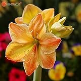 アマリリスRutilum花植物種子アマリリス開花植物の種子100個/ロット