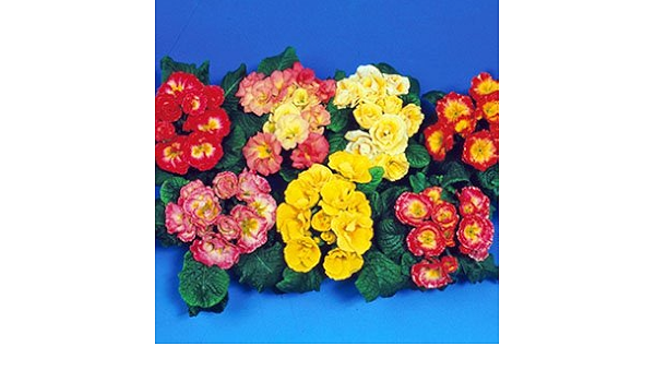 Amazon プリムラ ポリアンサ 種 ユミ 混合 小袋 プリムラ ポリアンサの種 野菜