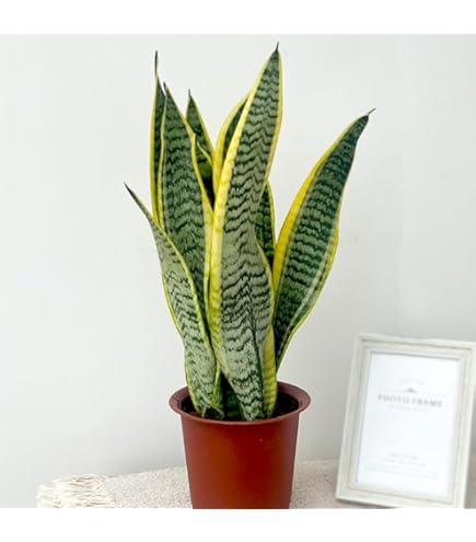 Amazon｜サンスベリア（トラの尾） 4号鉢植え 自分流の室内空間に植え