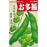 そら豆 種 お多福 小袋（約40ml）