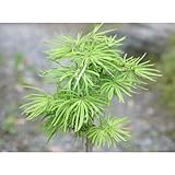 [盆栽用苗木]金銭松2.5号ロングポット[中国産・お金のたまる木]