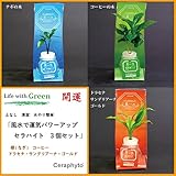 土なし　清潔　水やり簡単　風水で運気パワーアップ　ご神木　梛(なぎ)の木、コーヒーの木、ドラセナ・サンデリアーナ・ゴールド　３個セット　梛の木は、「NHK大河ドラマ　女城主　直虎」で「愛しいものの無事