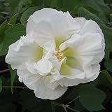 スイフヨウ（酔芙蓉）：八重4～5号ポット[一日のうちに花色が変化します] ノーブランド品