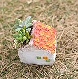 taniku モルタルハウス 多肉植物 寄せ植え