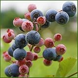 ブルーベリー苗木 ブルーシャワー<ラビットアイ系>