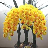 【アートフラワー】 シンピジューム 黄色 3本立て 鉢植え 【造花】 光触媒加工