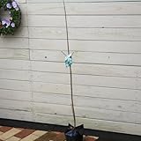 庭木：なんじゃもんじゃの木（ナンジャモンジャノキ）*ヒトツバタゴ(一葉たご)