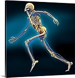 カール・グッドマンプレミアムシックラップキャンバス壁アート印刷題名Human Anatomy、アートワーク 16" x 16" 1408970_24_16x16_none